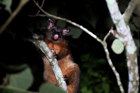 Atherton Tablelands Rain Forest By Night From Cairns - Rental Cars 4