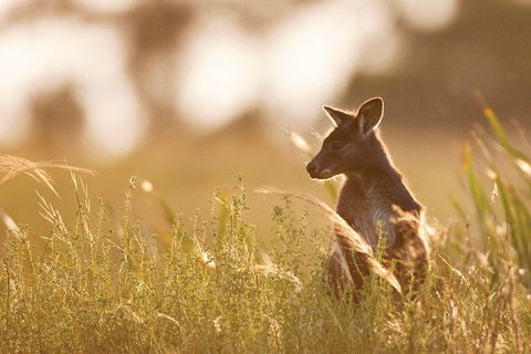 Blue Mountains Day Tour With Wildlife At Sunset From Sydney - Rental Cars 2