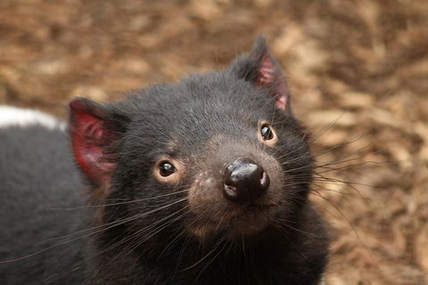 Day Tour In Mt. Field, Mt. Wellington, Bonorong Wildlife Sanctuary And Richmond - Rental Cars 4