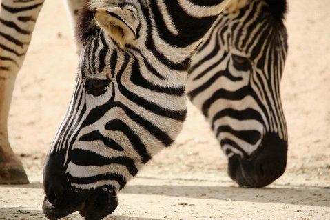 Melbourne Zoo General Entry Ticket - Rental Cars 1