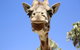 Melbourne Zoo General Entry Ticket - thumb 2