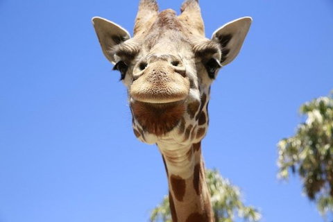 Melbourne Zoo General Entry Ticket - Rental Cars 2