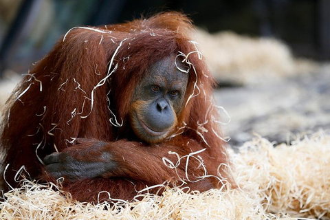 Melbourne Zoo General Entry Ticket - Rental Cars 3