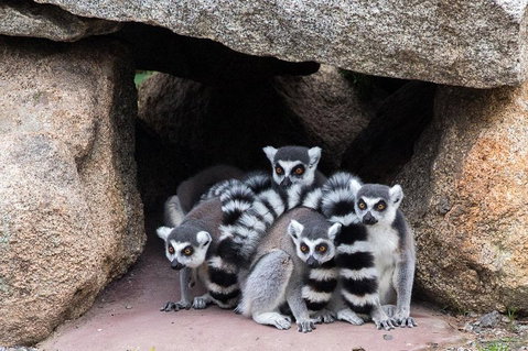 Melbourne Zoo General Entry Ticket - Rental Cars 4