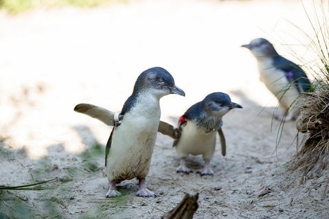 Melbourne Zoo General Entry Ticket - Rental Cars 5