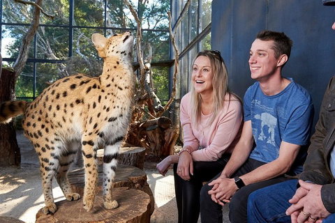 African Cat Encounter At Werribee Open Range Zoo - Rental Cars 0