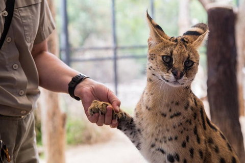 African Cat Encounter At Werribee Open Range Zoo - Rental Cars 1