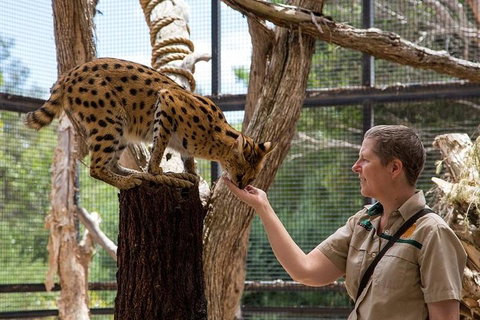 African Cat Encounter At Werribee Open Range Zoo - Rental Cars 2