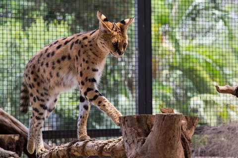 African Cat Encounter At Werribee Open Range Zoo - Rental Cars 3