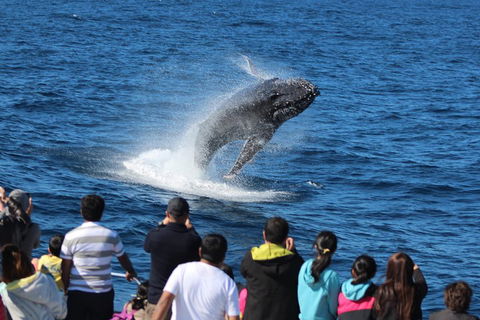 Tangalooma Island Resort Whale Watching Day Cruise With Dolphin Viewing - Rental Cars 1