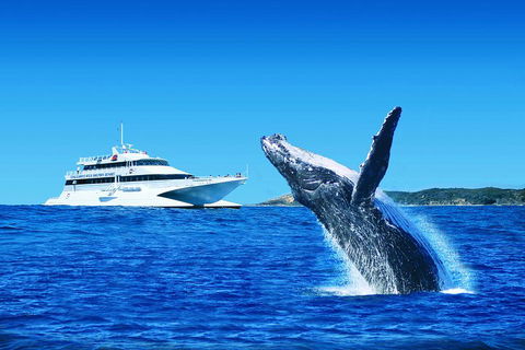 Tangalooma Island Resort Whale Watching Day Cruise With Dolphin Viewing - Rental Cars 2