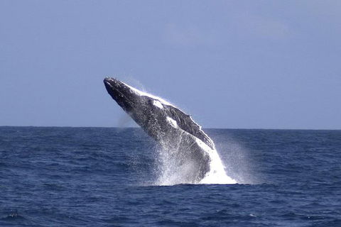 Tangalooma Island Resort Whale Watching Day Cruise With Dolphin Viewing - Rental Cars 4