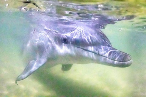 Tangalooma Island Resort Whale Watching Day Cruise With Dolphin Feeding - Rental Cars 0