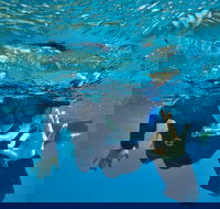 3 Day Whitsundays Sailing and Diving Adventure Kiana - Rental Cars