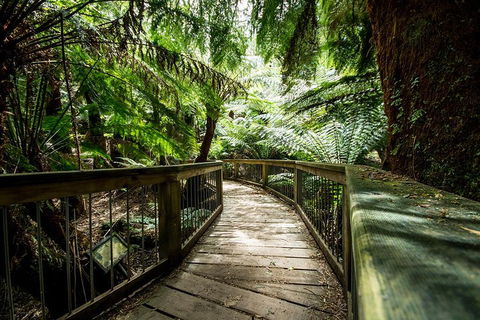 Small-Group Great Ocean Road Experience And Surf Coast Tour - Rental Cars 1