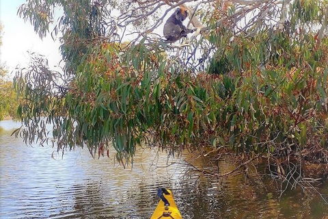 Kangaroo Island Self-Guided Kayaking On The Harriet River - Rental Cars 4