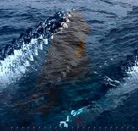 Phillip Island Whale Watching Tour - Rental Cars