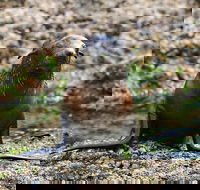Phillip Island Seal-Watching Cruise - Rental Cars
