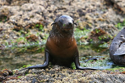 Phillip Island Seal-Watching Cruise - Rental Cars 0