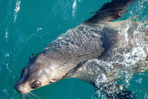 Phillip Island Seal-Watching Cruise - Rental Cars 3