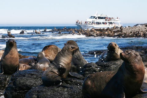 Phillip Island Seal-Watching Cruise - Rental Cars 5