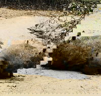 Phillip Island Penguin Parade Brighton Bathing Boxes and Wildlife Park Tour - Rental Cars