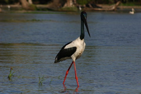 Litchfield And Jumping Crocodiles Full Day Trip From Darwin - Rental Cars 1