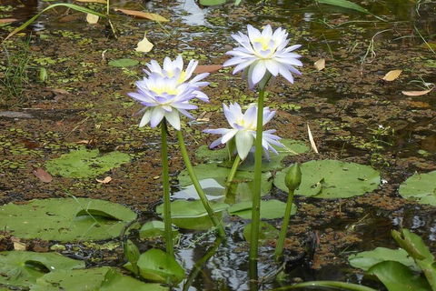 Yellow Water Cruise - Kakadu - Rental Cars 0