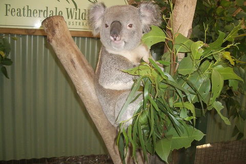 Blue Mountains Private Tour With Wildlife Park And River Cruise - Rental Cars 5
