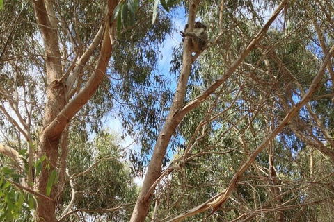 Kangaroo Island 4WD Tour - Best Of KI In 2 Days - Rental Cars 0