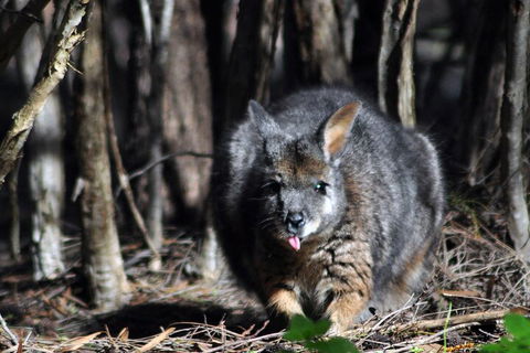 Small-Group Kangaroo Island 4WD Night Tour - Rental Cars 1