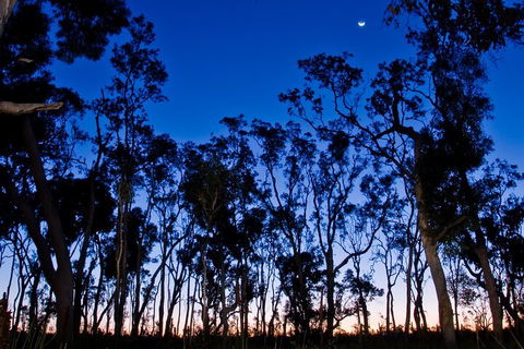 Small-Group Kangaroo Island 4WD Night Tour - Rental Cars 2