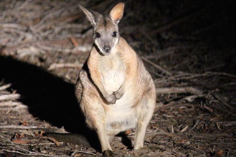 Small-Group Kangaroo Island 4WD Night Tour - Rental Cars 3
