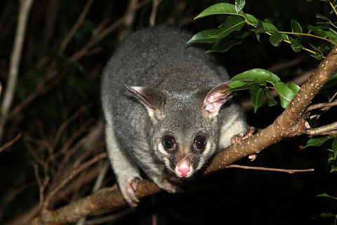 Small-Group Kangaroo Island 4WD Night Tour - Rental Cars 5