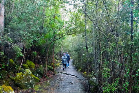 Kunanyi/Mt Wellington Tour & Hobart Hop-On Hop-Off Bus - Rental Cars 1