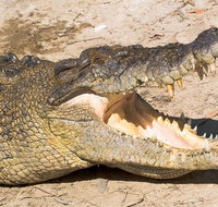 4-Day Cairns Ultimate Combo Daintree Rainforest Reef Kuranda  Paronella Park - Rental Cars