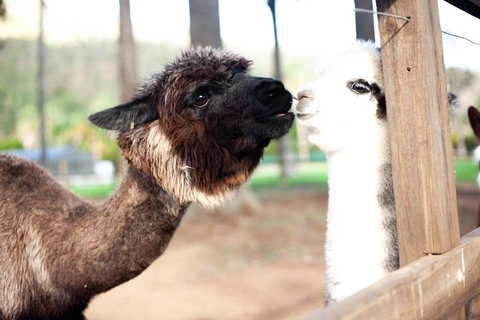 O'Reilly's & Lamington National Park Incl. Alpaca Farm + Vineyard - Rental Cars 4