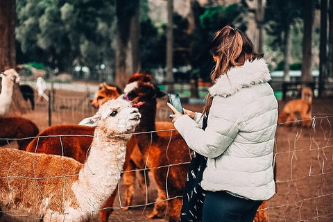 O'Reilly's & Lamington National Park Incl. Alpaca Farm + Vineyard - Rental Cars 5