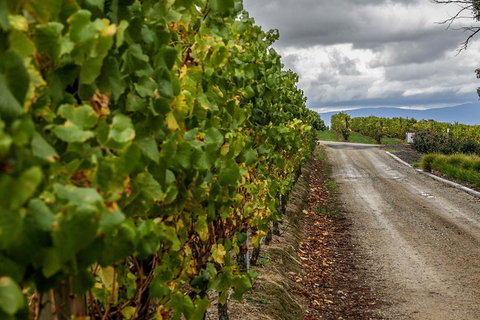 Yarra Valley Public Winery Tours - Rental Cars 2