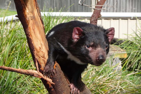 6-Day Tasmania Small-Group Guided Tour With Gourmet Food - Rental Cars 1