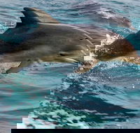 1.5HR Mudjimba Island Wildlife Safari - Rental Cars
