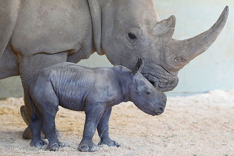 Croc Express To Australia Zoo From Gold Coast - Rental Cars 0