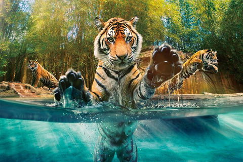 Croc Express To Australia Zoo From Gold Coast - Rental Cars 3