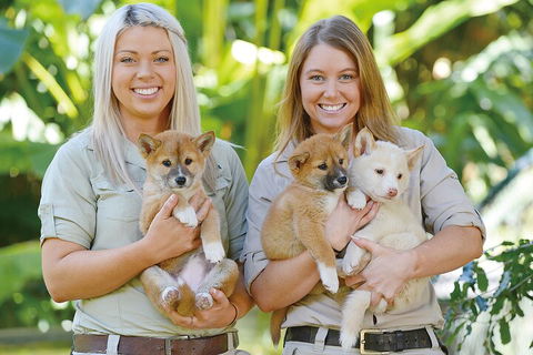 Croc Express To Australia Zoo From Gold Coast - Rental Cars 4