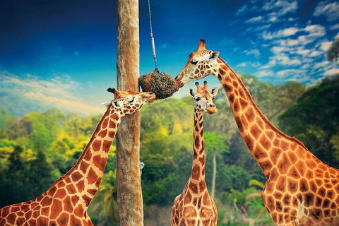 Croc Express To Australia Zoo From Gold Coast - Rental Cars 5