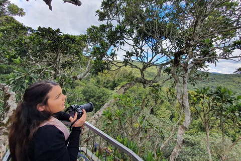Lamington National Park, O'Reilly's & Vineyard Tour - Rental Cars 1