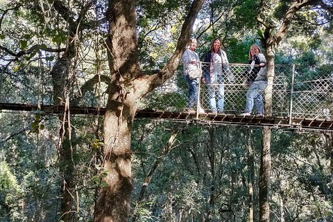 Lamington National Park, O'Reilly's & Vineyard Tour - Rental Cars 2