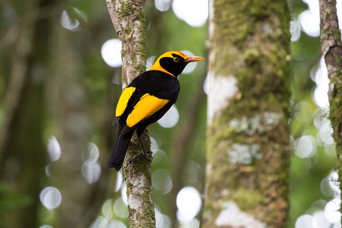 Lamington National Park, O'Reilly's & Vineyard Tour - Rental Cars 4