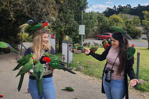 Lamington National Park, O'Reilly's & Vineyard Tour - Rental Cars 5