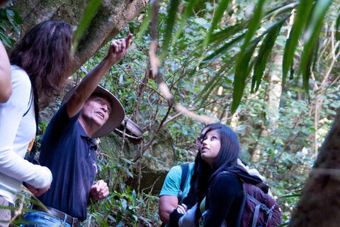 Natural Bridge & Springbrook Waterfalls Tour - Rental Cars 4